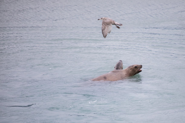 海狮在海鸥的陪伴下钓鲑鱼图片下载