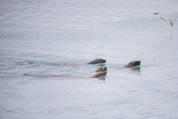 海狮在海鸥的陪伴下钓鲑鱼图片下载