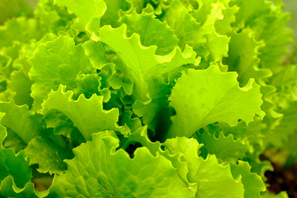 背景来自生长的生菜叶子，特写。绿叶蔬菜，俯视图。沙拉叶出版，海报，屏幕保护程序，壁纸，明信片，横幅，封面，网站。高质量照片图片下载