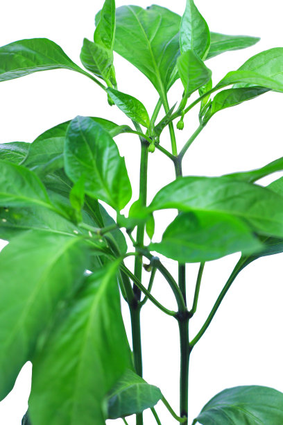 辣椒在白色背景上孤立的树上开花，包括修剪路径。图片下载