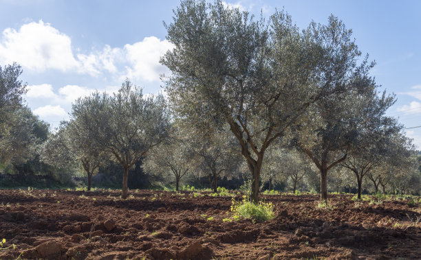有机橄榄树的乡村田野图片下载