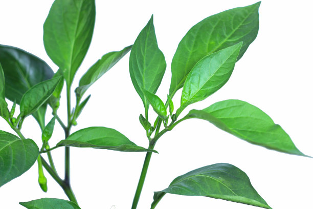 白色背景上辣椒植株幼芽和绿色果实分离，包括修剪路径。图片下载