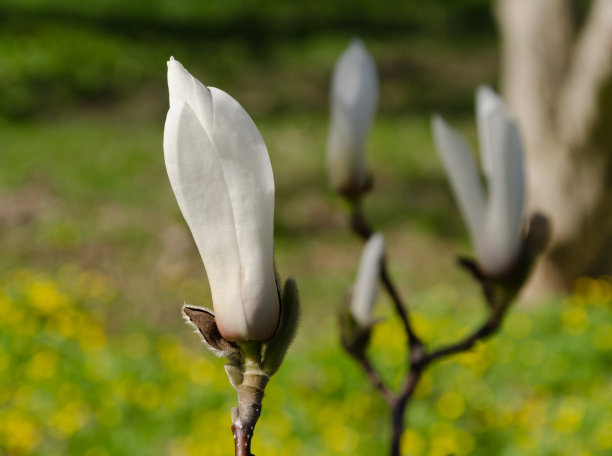 近距离的大芽星玉兰(玉兰星)原产于日本在春天对着天空图片下载