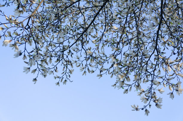 白玉兰树原产于日本和韩国，春天迎空开花图片下载