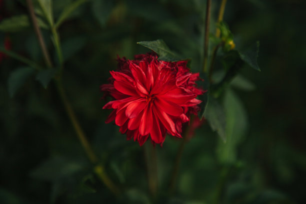 花园里的红色大丽花图片下载