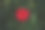 花园里的红色大丽花图片下载