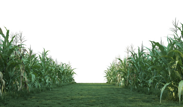 在白色背景上3D渲染花园走道图片下载