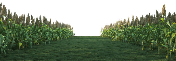 在白色背景上3D渲染花园走道图片下载