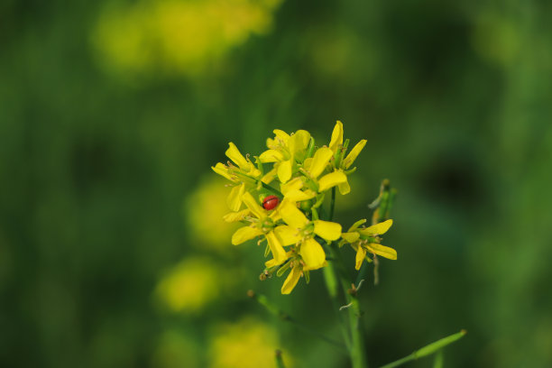 初夏花期的芥菜田图片下载