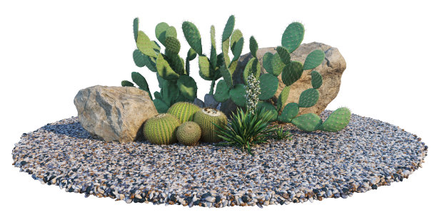 白色背景上的仙人掌花园3d渲染图片下载