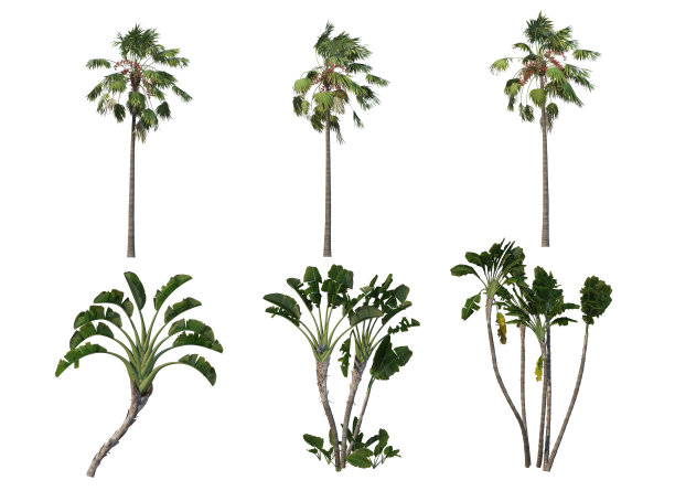 白色背景上的棕榈树3d渲染图片下载