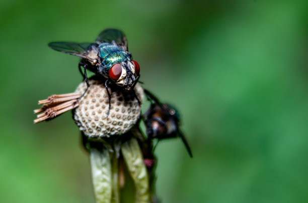 令人毛骨悚然的飞图片下载