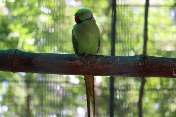 美丽的印度鹦鹉的风景图片下载