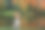 比格犬坐在草地上。秋天的树背景。水与反射。躲在背景里。图片下载