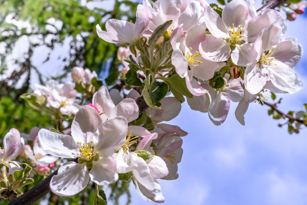 苹果树华丽的开花树枝。在模糊的花园背景上，精致的白粉色苹果花蕾图片下载
