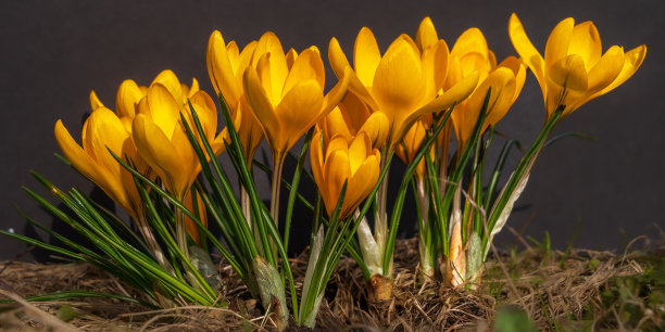 早春，黑色背景的花坛上，黄色番红花的灌木绽放特写。春天的第一朵花的颜色鲜艳得惊人。图片下载