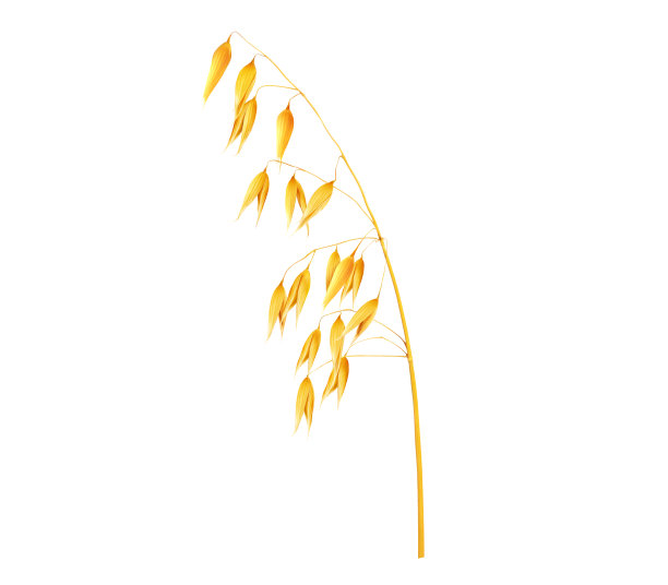 燕麦插图图片下载