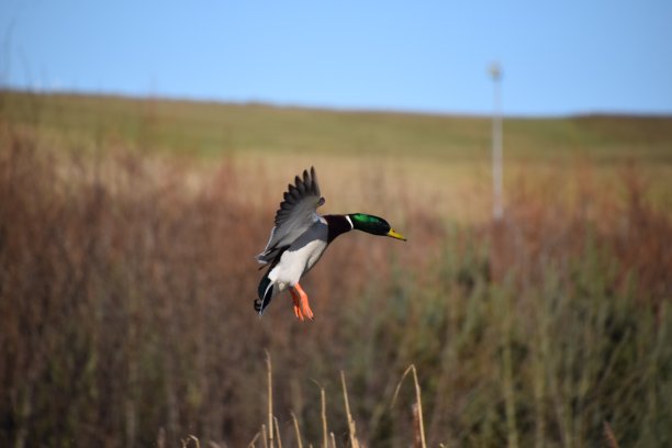 鸭着陆图片下载