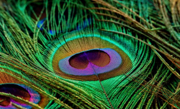 孔雀羽毛特写。孔雀羽毛。五彩缤纷的羽毛。图片下载