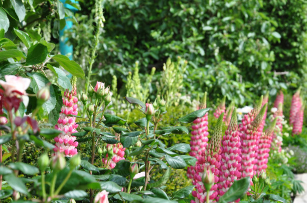 英式别墅花园图片下载