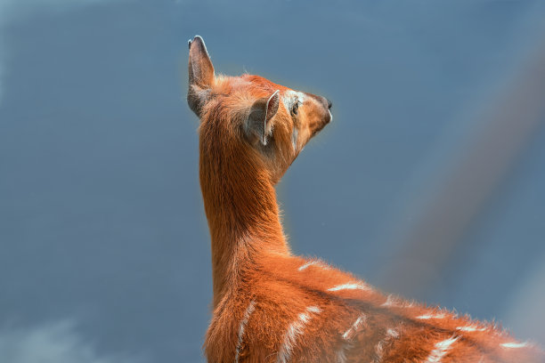 棕色小鹿与斑点皮毛站在附近的浇水地点后视图图片下载