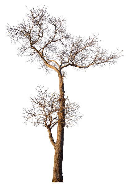 树孤立在白色背景上图片下载