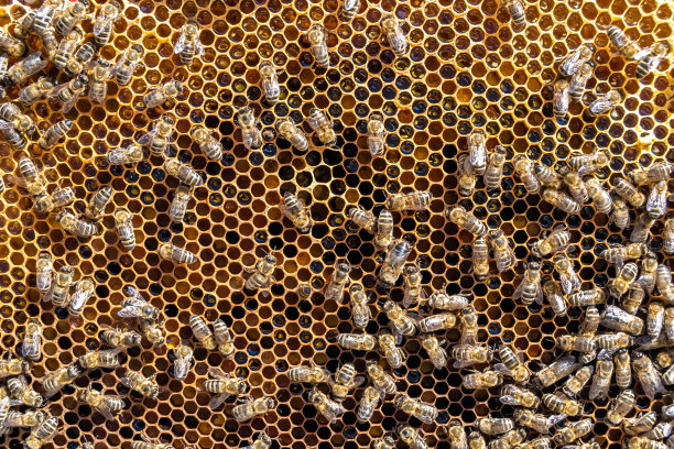 摘要蜂房是由蜂箱填充而成的六边形结构图片下载