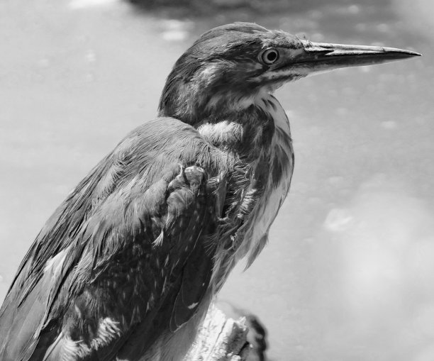 日出时，绿鹭在河里涉水打猎。图片:黑色/白色图片下载