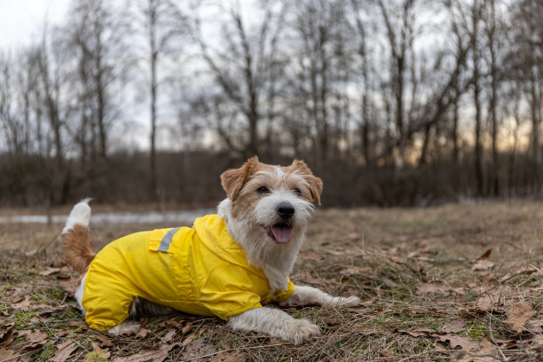 杰克罗素梗在黄色雨衣散步。那只狗站在公园里，以树木为背景。春天肮脏多雨的天气图片下载