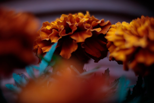 橙色花，色调忧郁图片下载