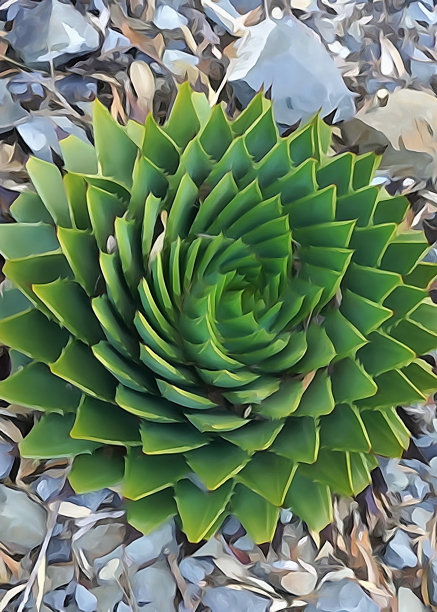 螺旋仙人掌的高角度相机水彩画图片下载