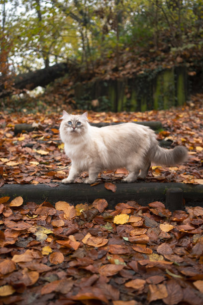侧面的毛绒绒的西伯利亚猫站在森林与秋叶图片下载