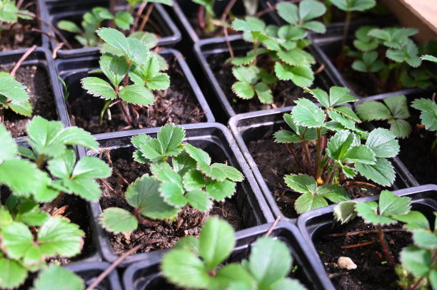 草莓幼苗在花盆中生长在花园苗圃，俯视图。盆栽草莓苗图片下载