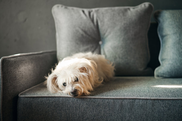 可爱的白狗躺在沙发上在早晨的阳光在家里图片下载