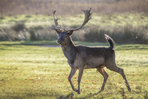 逃跑的鹿图片下载