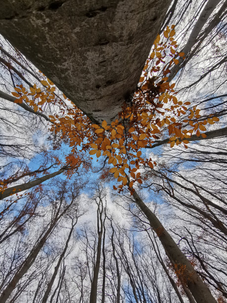 森林里的树冠映衬着秋天的天空。底部视图。图片下载
