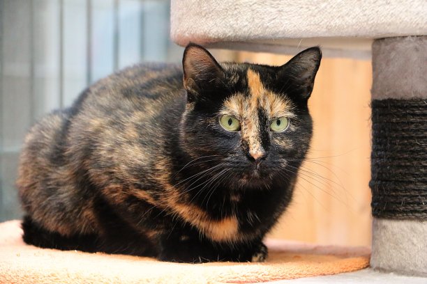 一只美丽的三色短毛猫正坐在抓挠杆上图片下载
