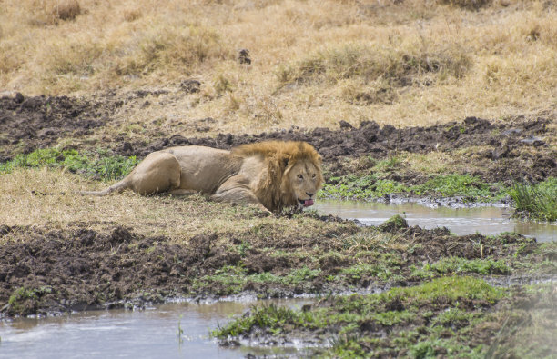 雄狮在小溪里喝水图片下载