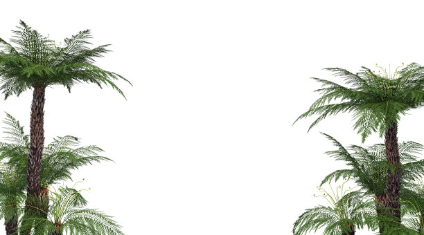 三维渲染热带植物在白色背景图片下载