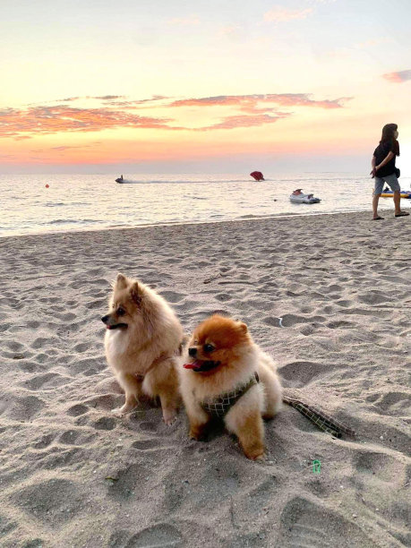 狗宠物和动物的背景纹理的插图图片下载