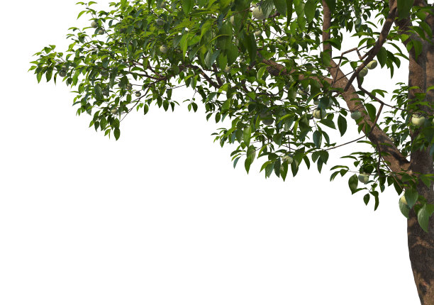 在白色背景上3d渲染前景分支图片下载