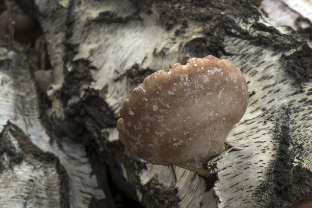 真菌蘑菇生长在死树上图片下载