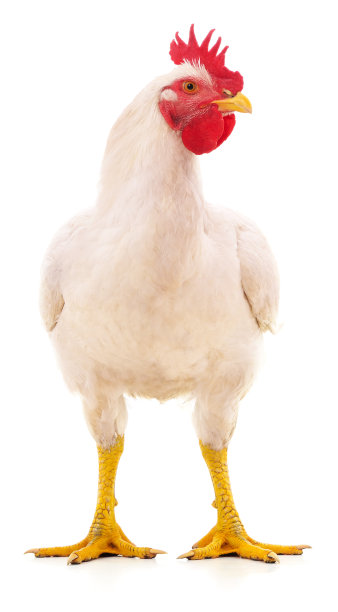 白色大公鸡。图片下载