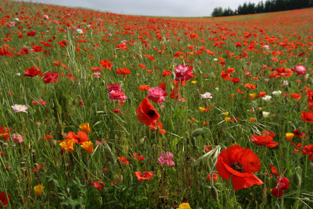 红色的草地图片下载