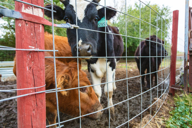 肉牛家畜美国西部农村农民广告农场农业家畜和人照片系列图片下载