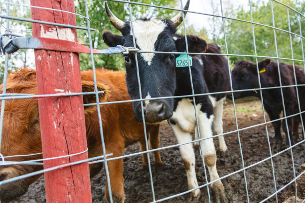 肉牛家畜美国西部农村农民广告农场农业家畜和人照片系列图片下载