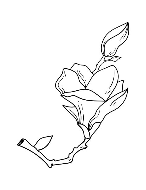 盛开的白玉兰花线艺术当代花卉设计图片下载