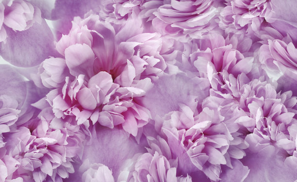 紫色的牡丹花和花瓣。春天的花卉背景。大自然。图片下载