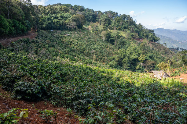 泰国清莱省冬季Doi Pangkhon山上的咖啡种植园。图片下载