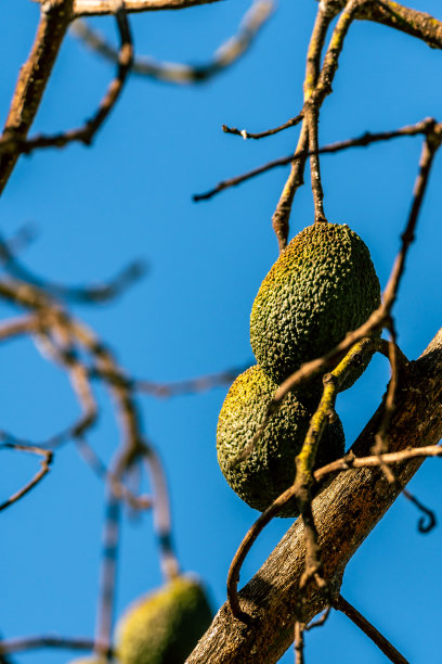 美洲柏属樟科。图片下载